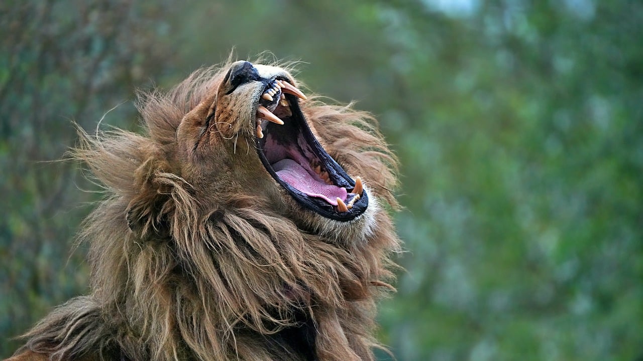 lion-9621594_1280